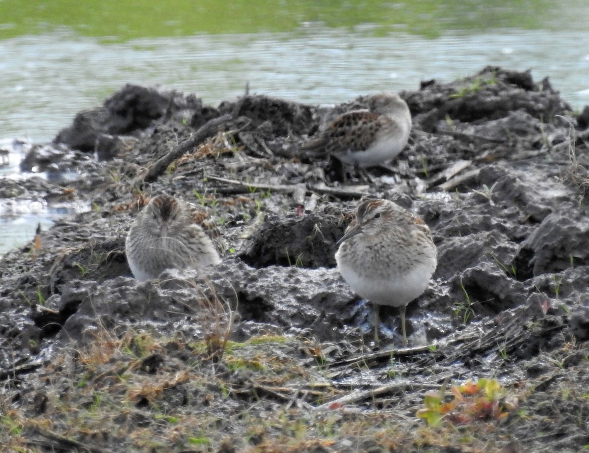 Pectoral Sandpiper - ML68316601