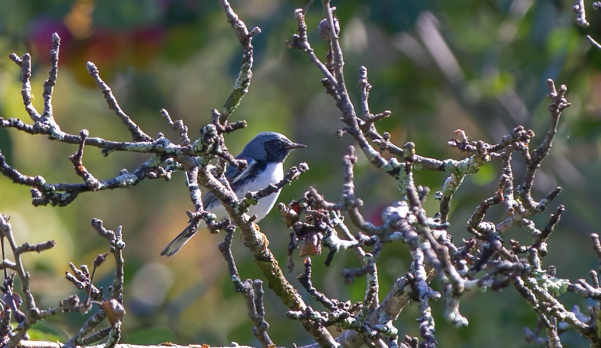 Black-throated Blue Warbler - Anne Greene