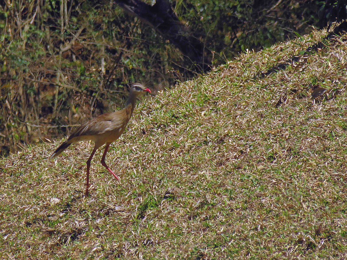 Red-legged Seriema - Fernando Lotto