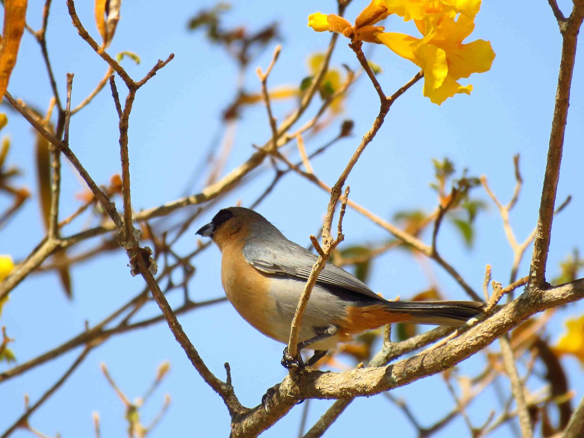 Cinnamon Tanager - Fernando Lotto