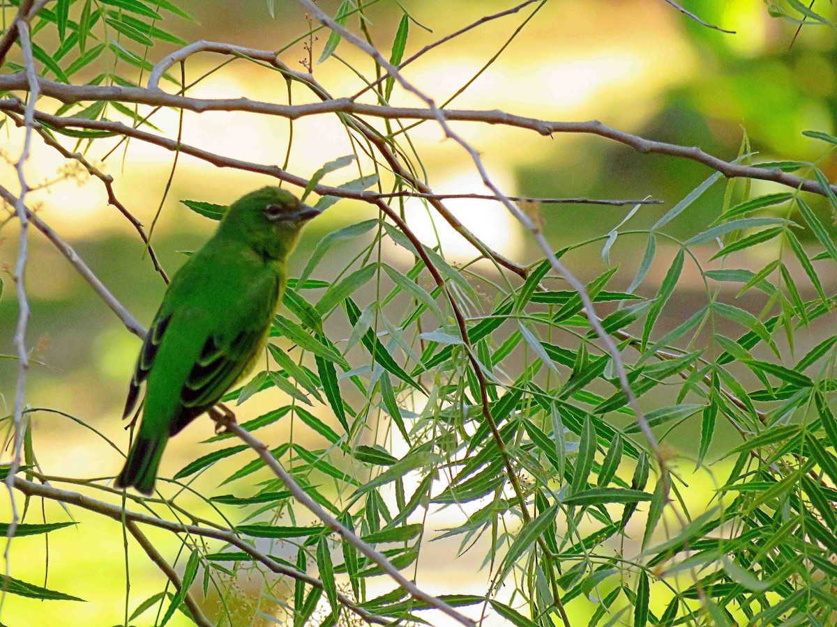 Swallow Tanager - Fernando Lotto