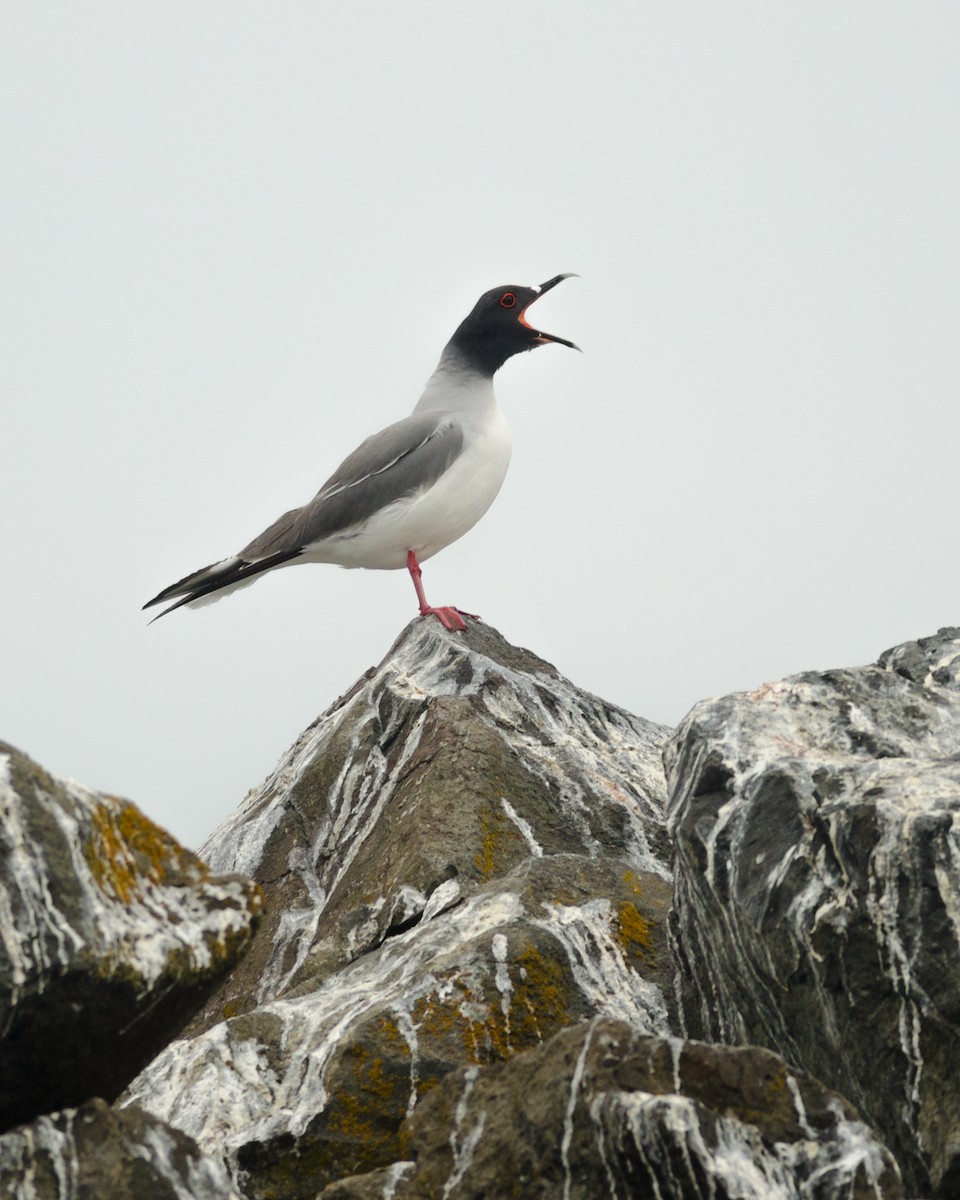 Gaviota Tijereta - ML68318501