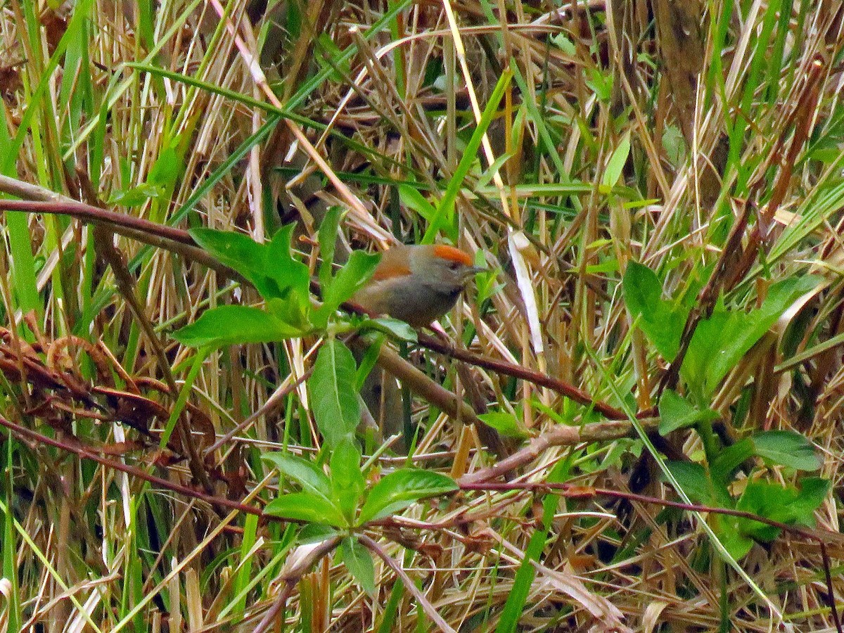 Spix's Spinetail - Fernando Lotto