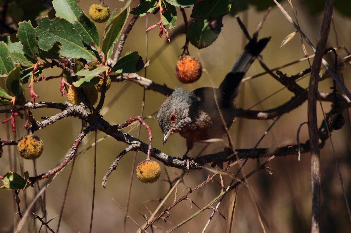 Dartford Warbler - Sérgio Correia