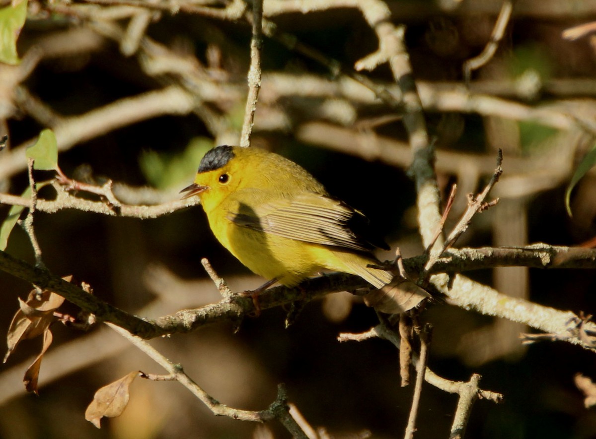 Wilson's Warbler - ML68319261