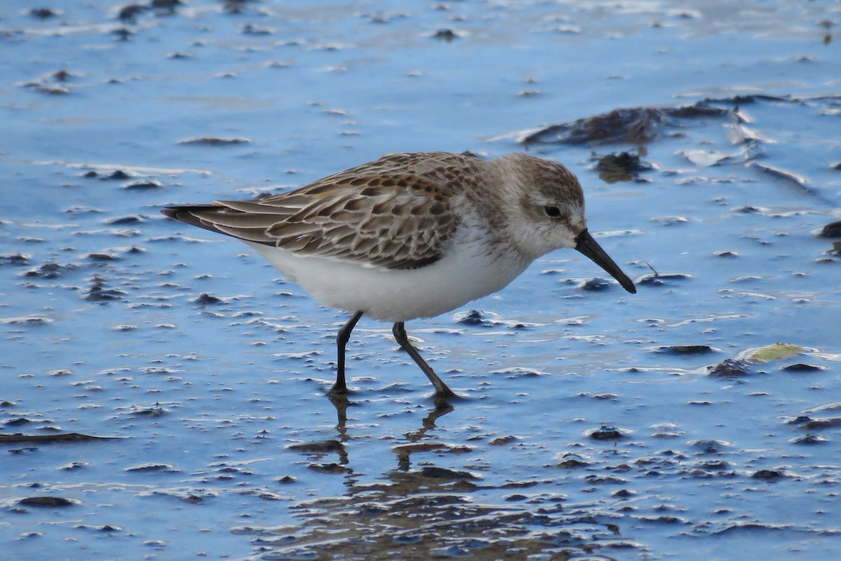 Western Sandpiper - ML68319321