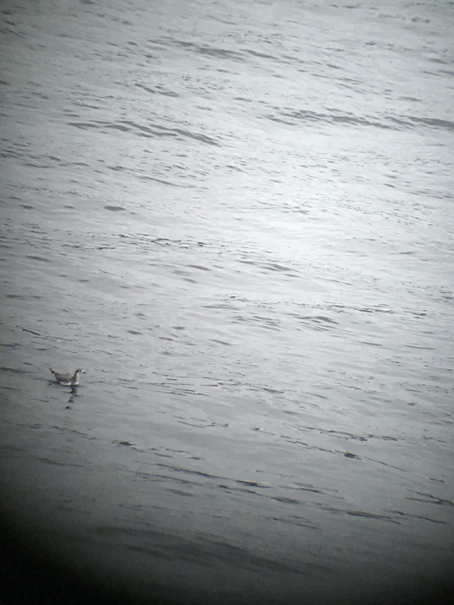 Sabine's Gull - ML68319881