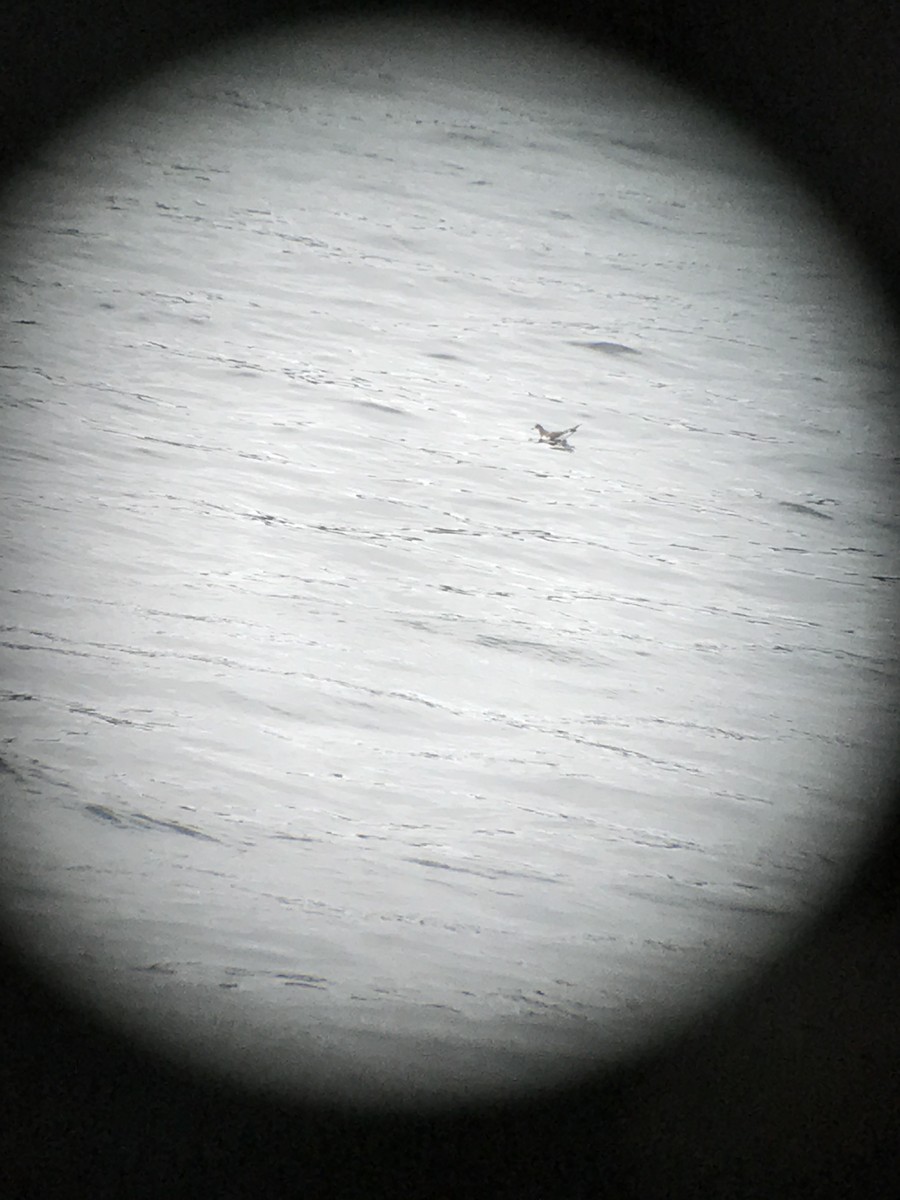 Sabine's Gull - ML68319891