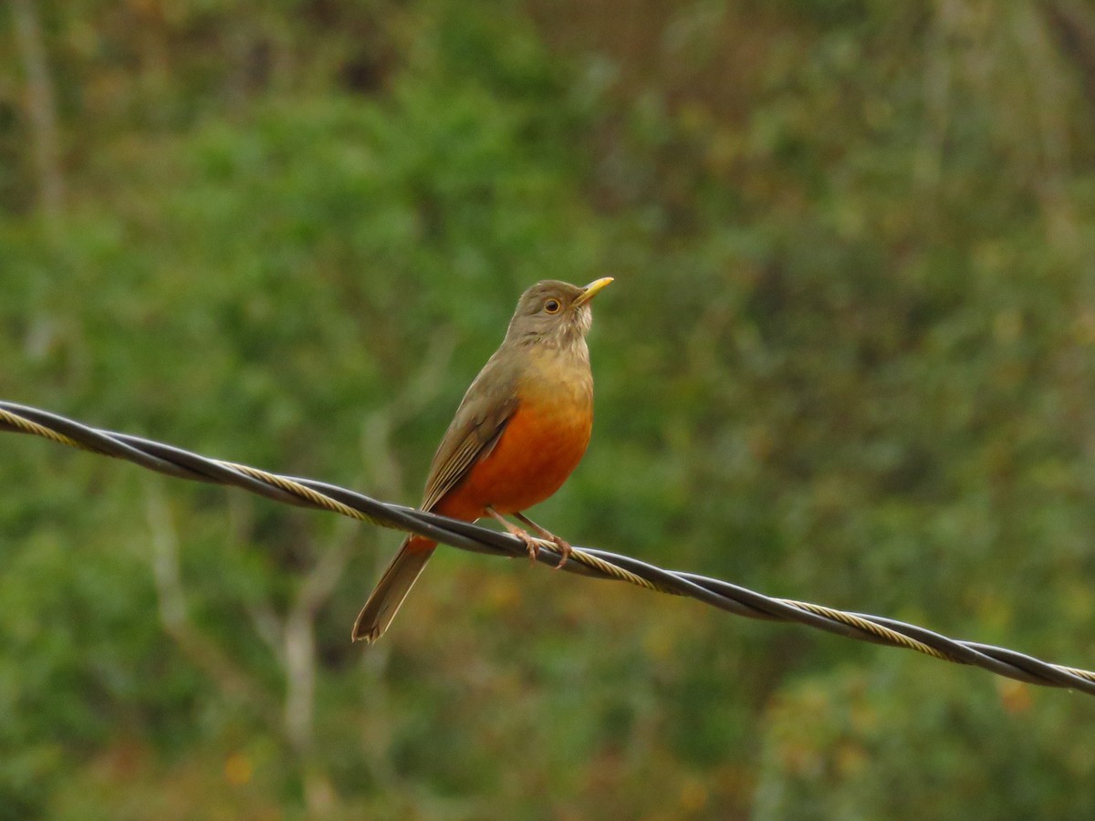 Rufous-bellied Thrush - ML68320001