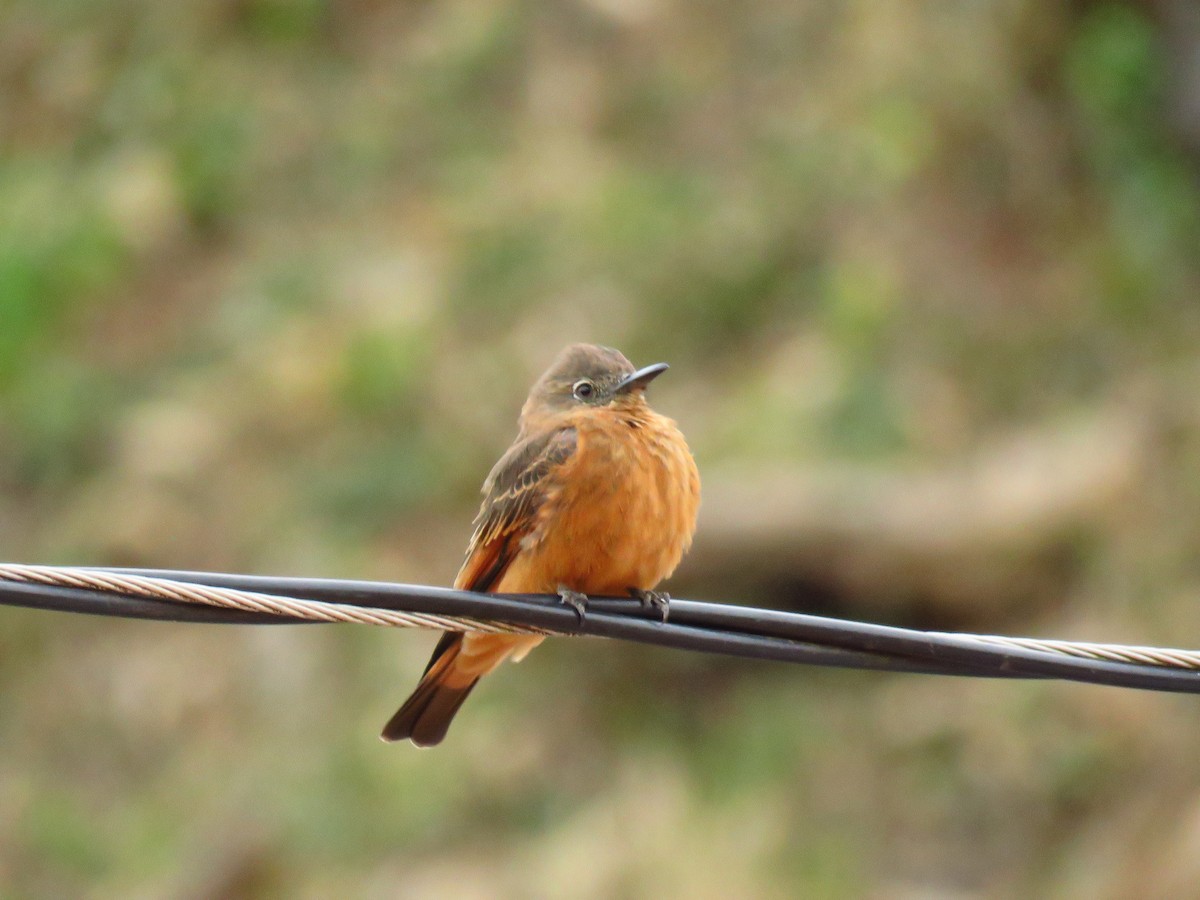 Cliff Flycatcher - ML68321071