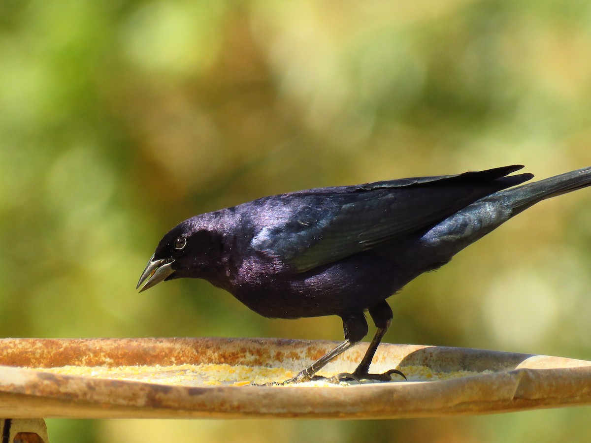 Shiny Cowbird - Fernando Lotto