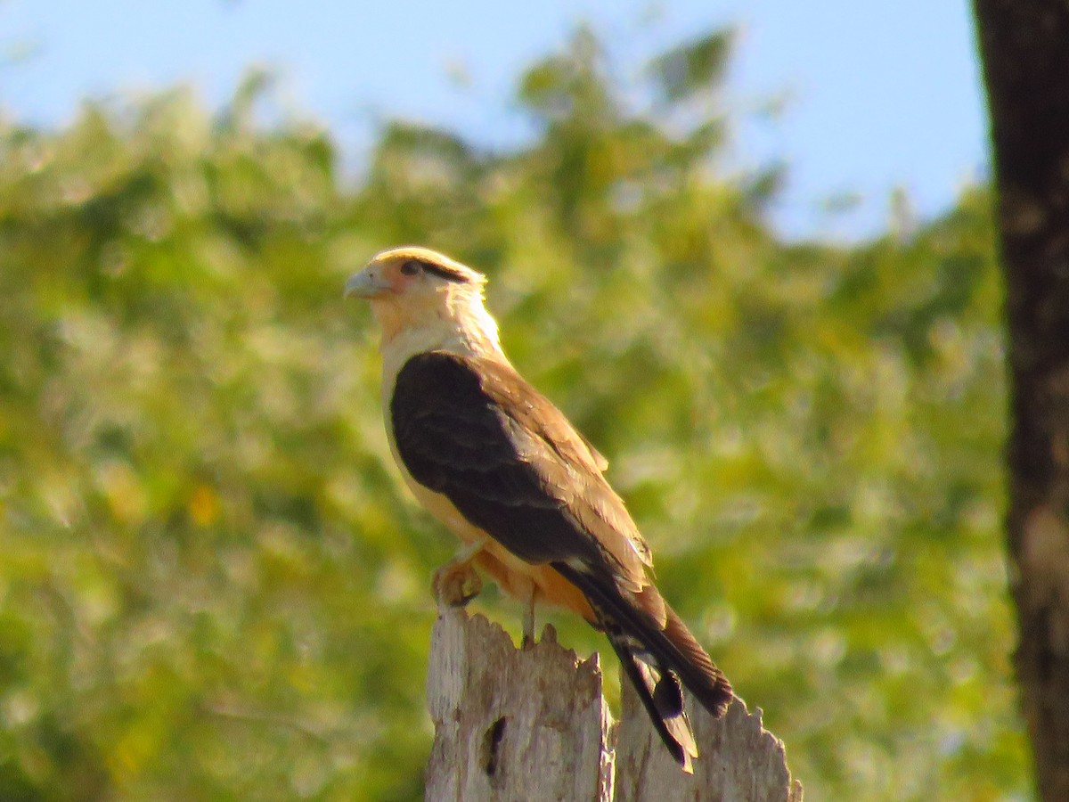 Yellow-headed Caracara - Fernando Lotto