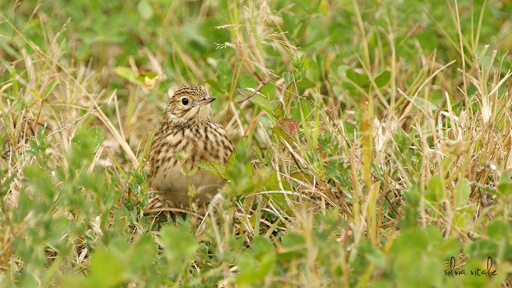 Short-billed Pipit - Silvia Vitale