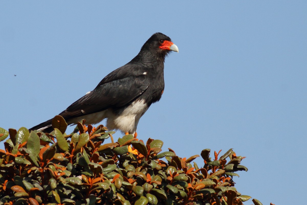 Mountain Caracara - Sean Williams