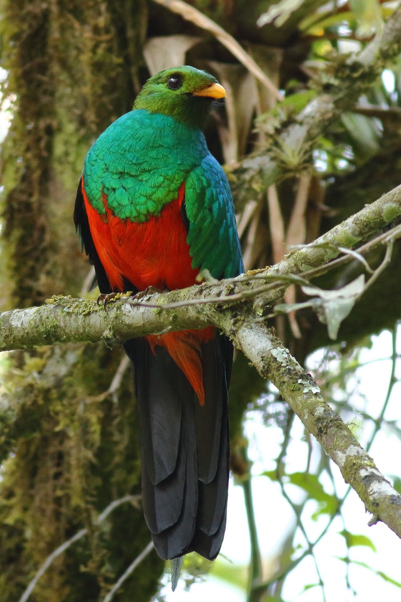 Golden-headed Quetzal - ML68323851