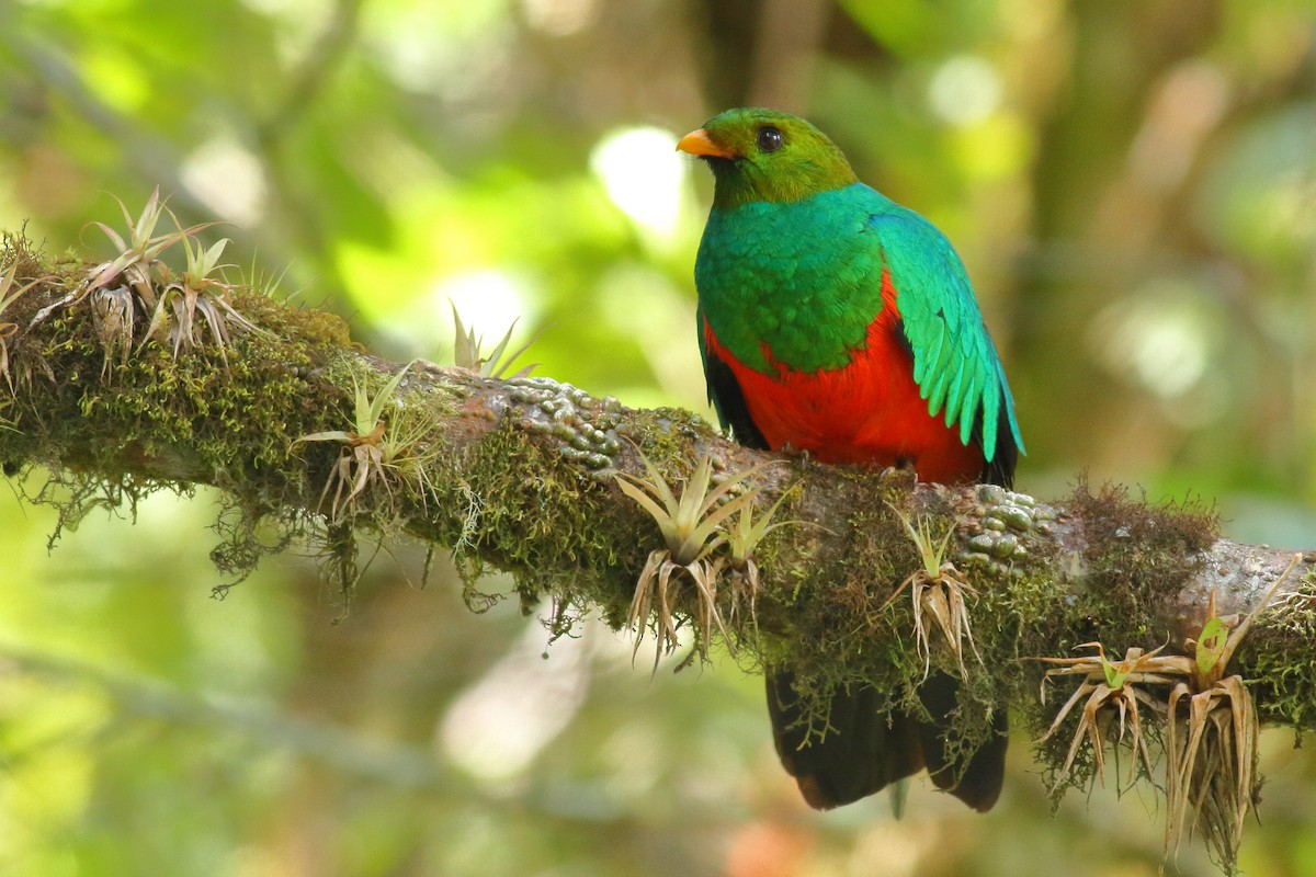 Golden-headed Quetzal - ML68323861