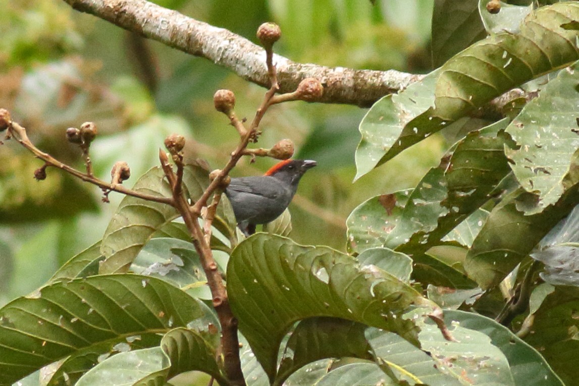 Slaty Tanager - ML68324411