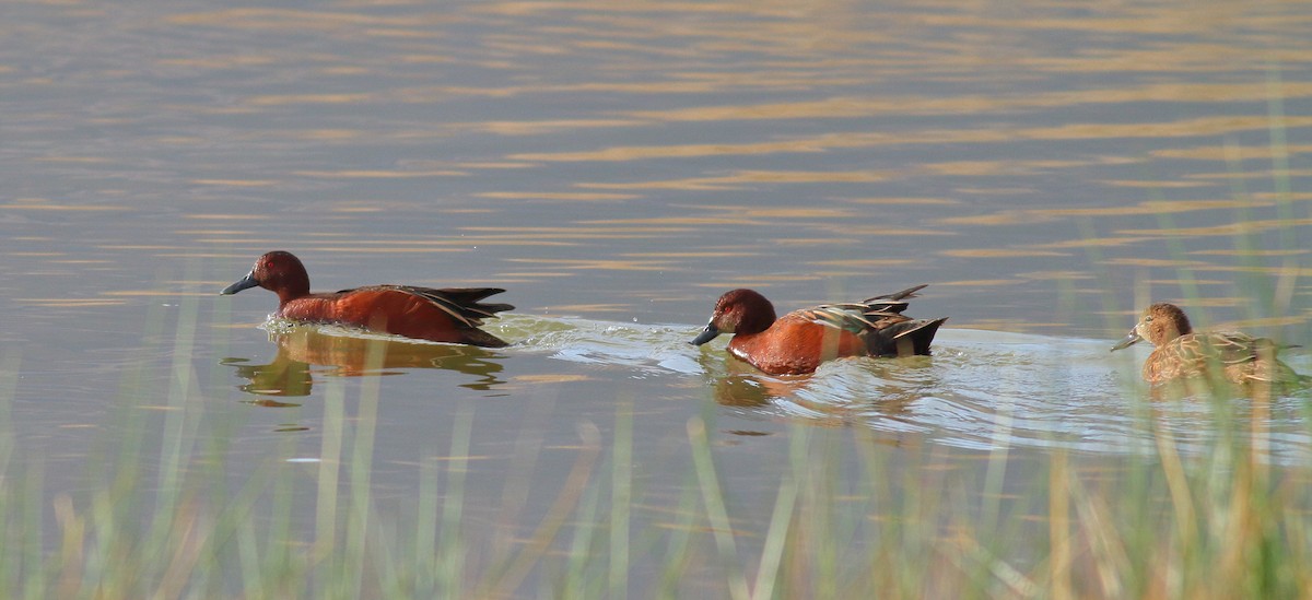 Cinnamon Teal - Sean Williams