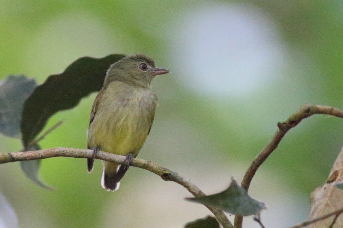 Dwarf Tyrant-Manakin - Sean Williams