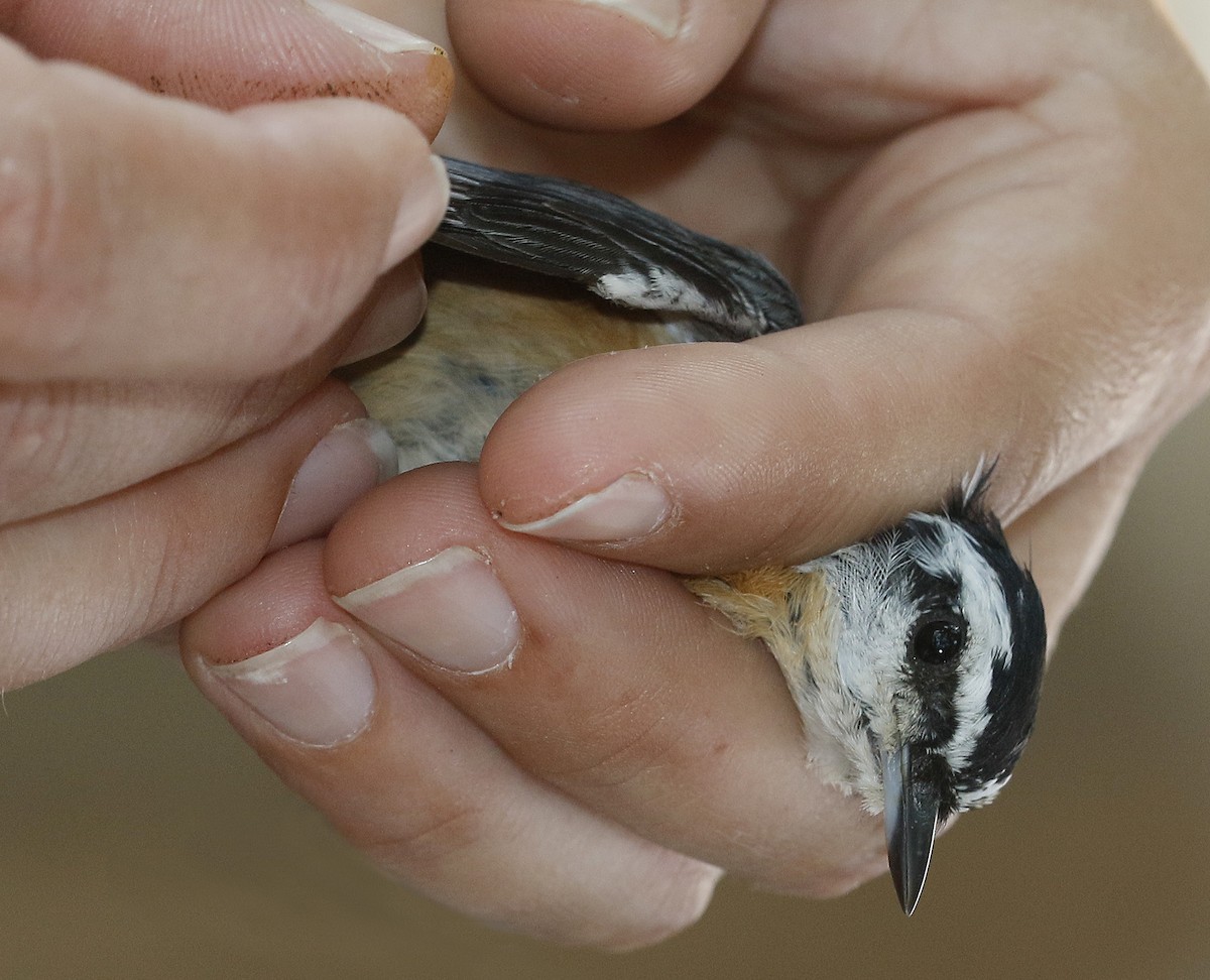 Red-breasted Nuthatch - ML68326671