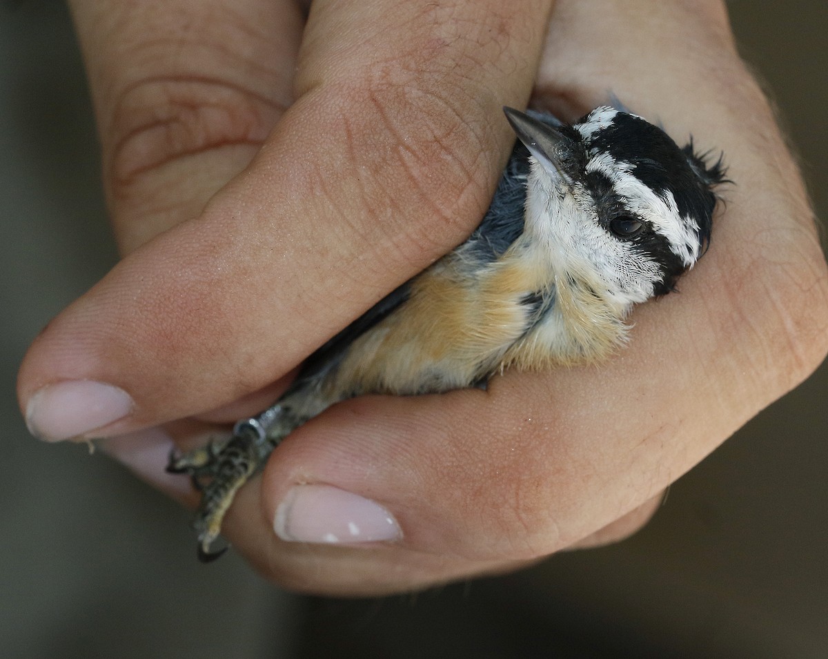 Red-breasted Nuthatch - ML68326681