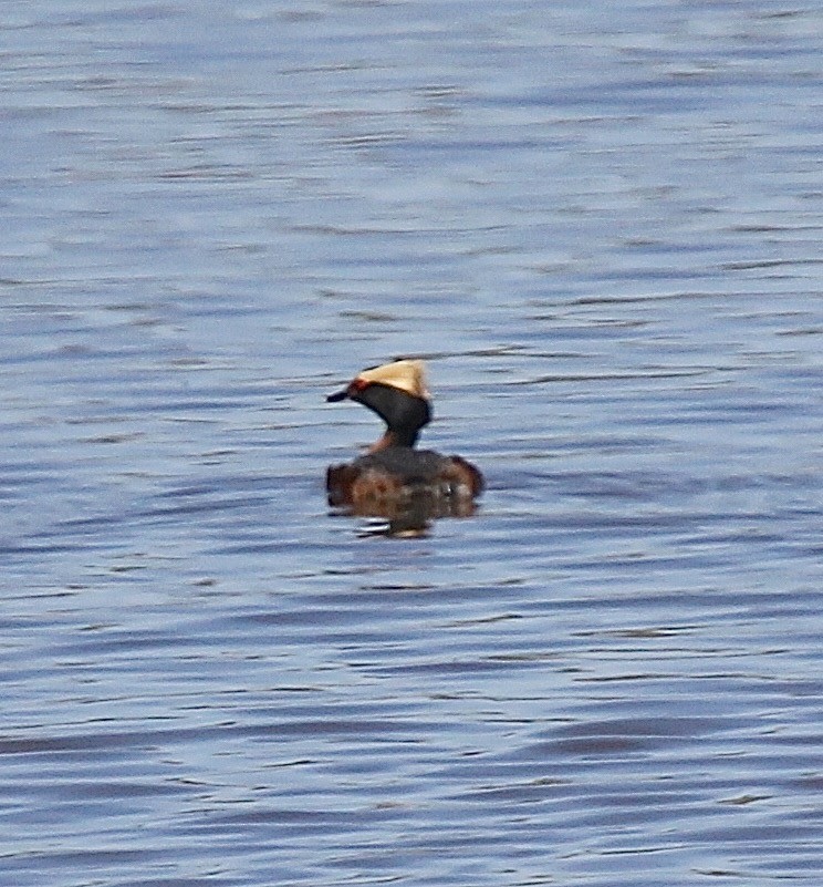 Horned Grebe - Rod MacKenzie