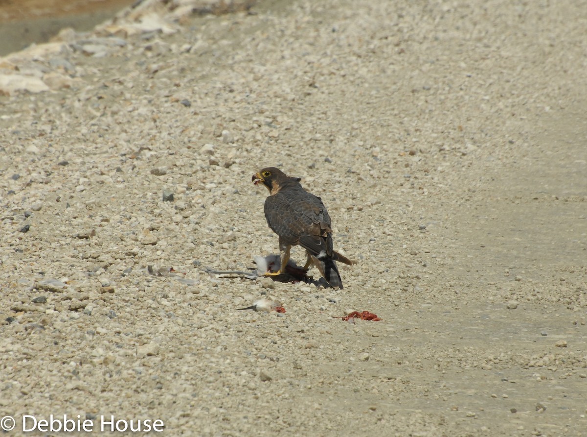 Peregrine Falcon - ML68329541