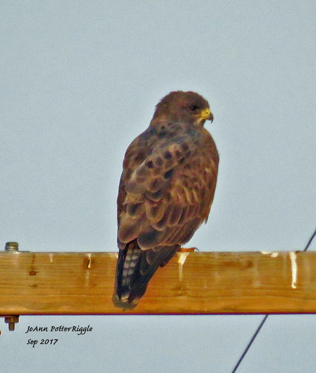 Swainson's Hawk - ML68329631