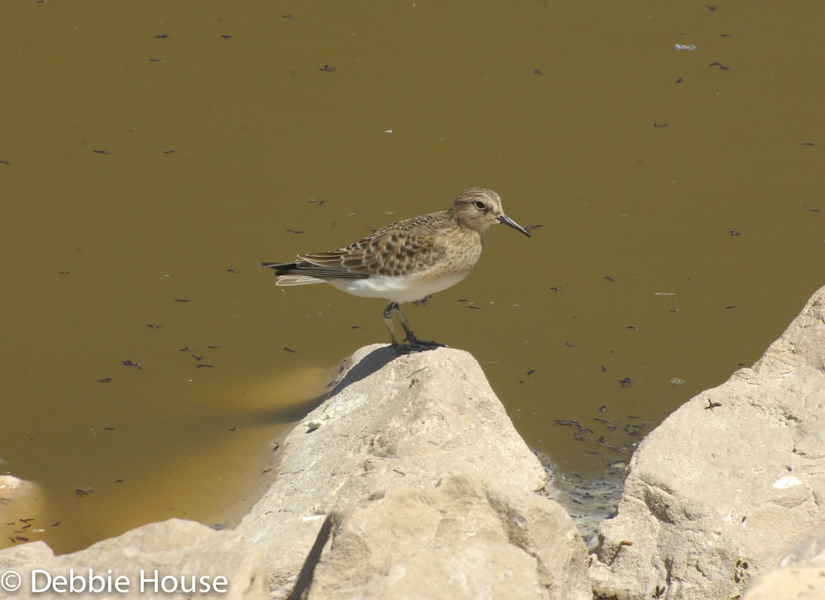 Baird's Sandpiper - ML68329741