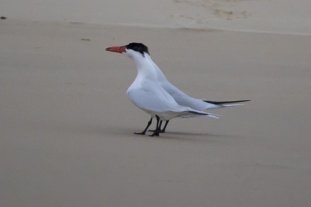 Caspian Tern - ML68332611