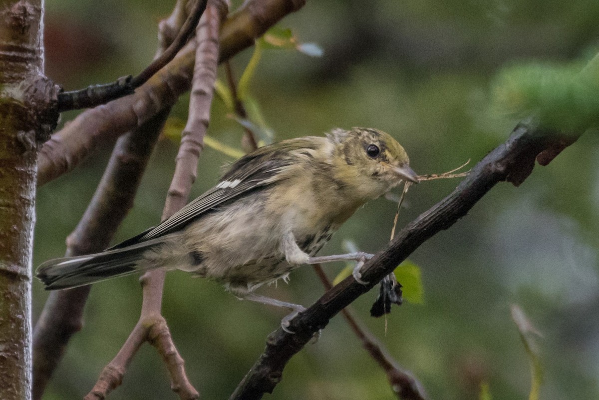 Bay-breasted Warbler - ML68334191