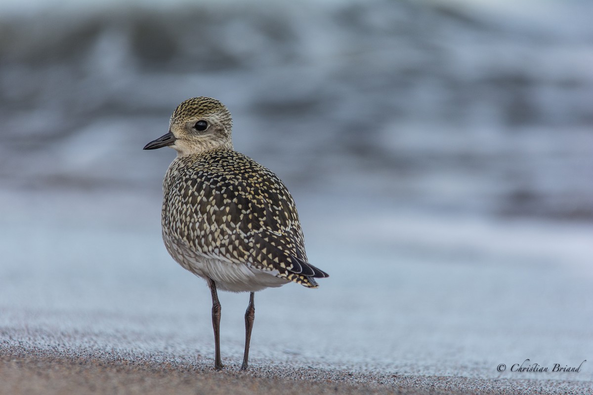American Golden-Plover - Christian Briand