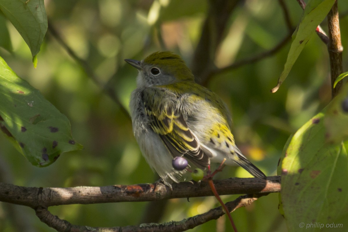 Chestnut-sided Warbler - ML68334311