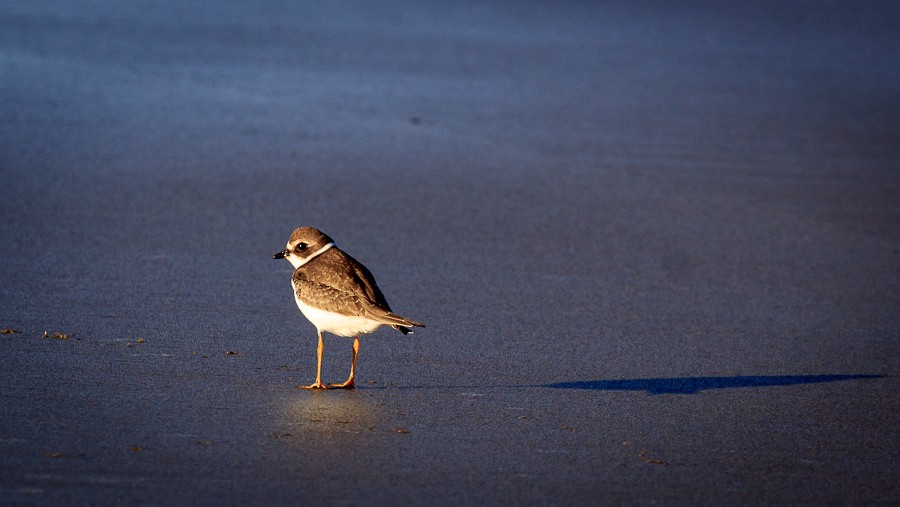 Semipalmated Plover - ML68336681