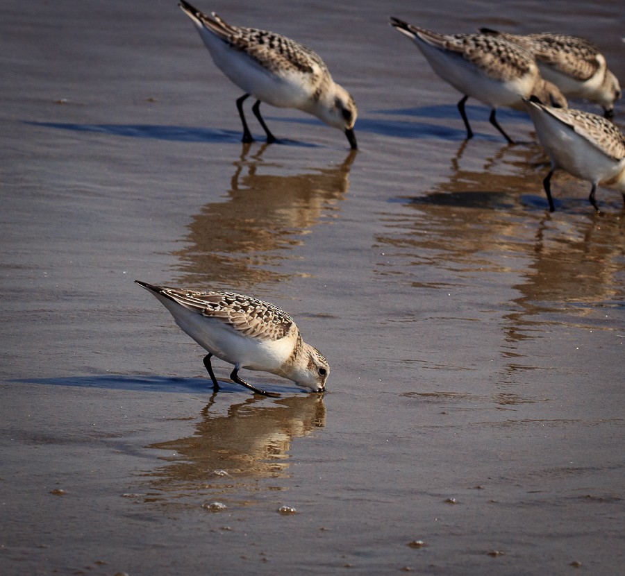 Sanderling - ML68336791