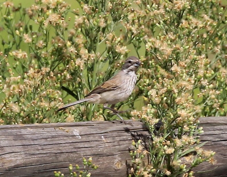 Bruant à gorge noire - ML68336991