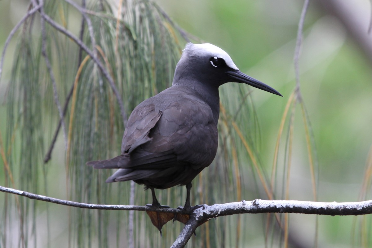 Black Noddy - Ray Turnbull