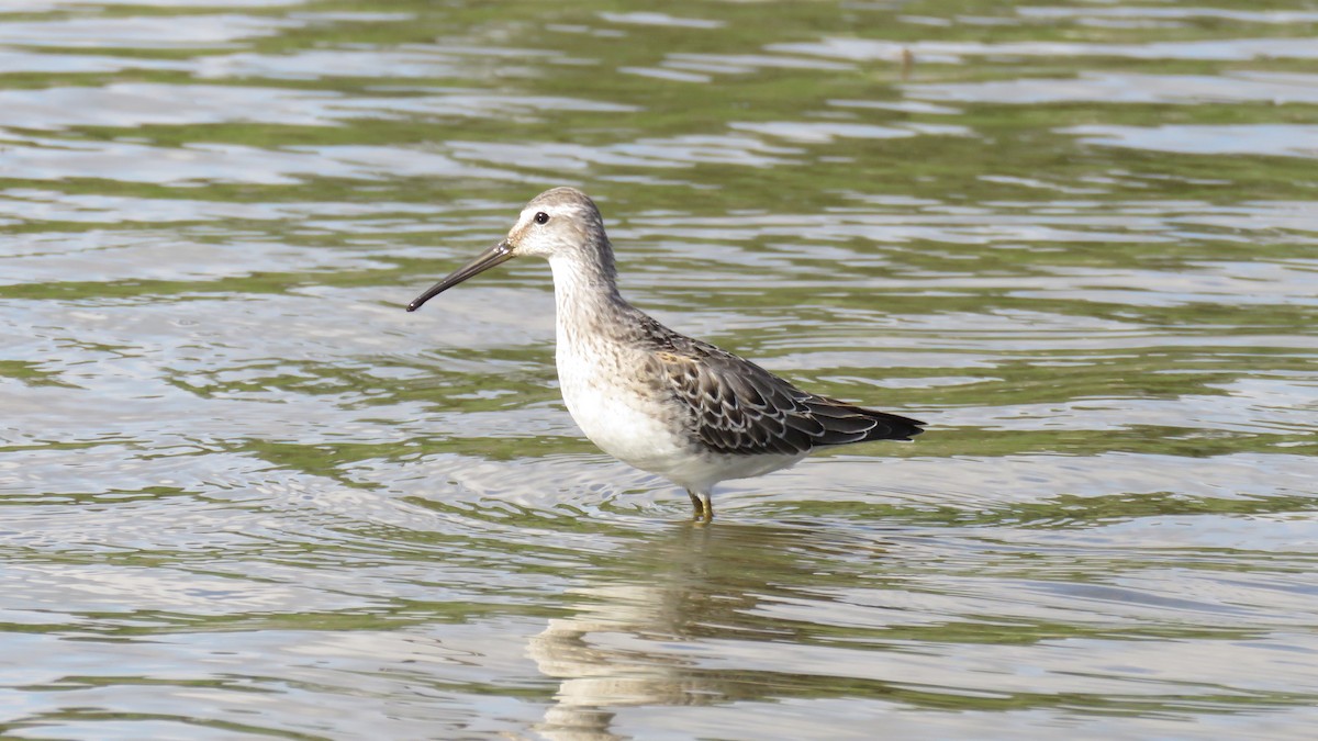 Stilt Sandpiper - Dan J. MacNeal