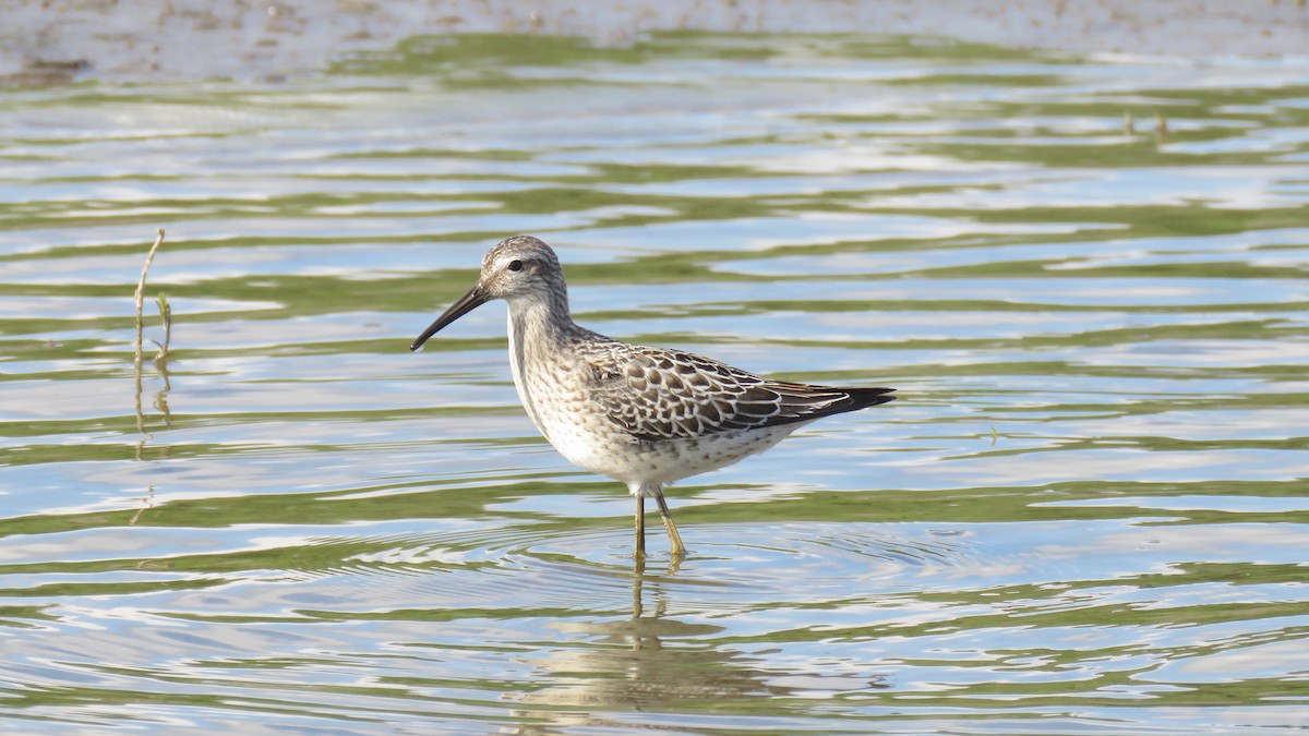 Stilt Sandpiper - Dan J. MacNeal