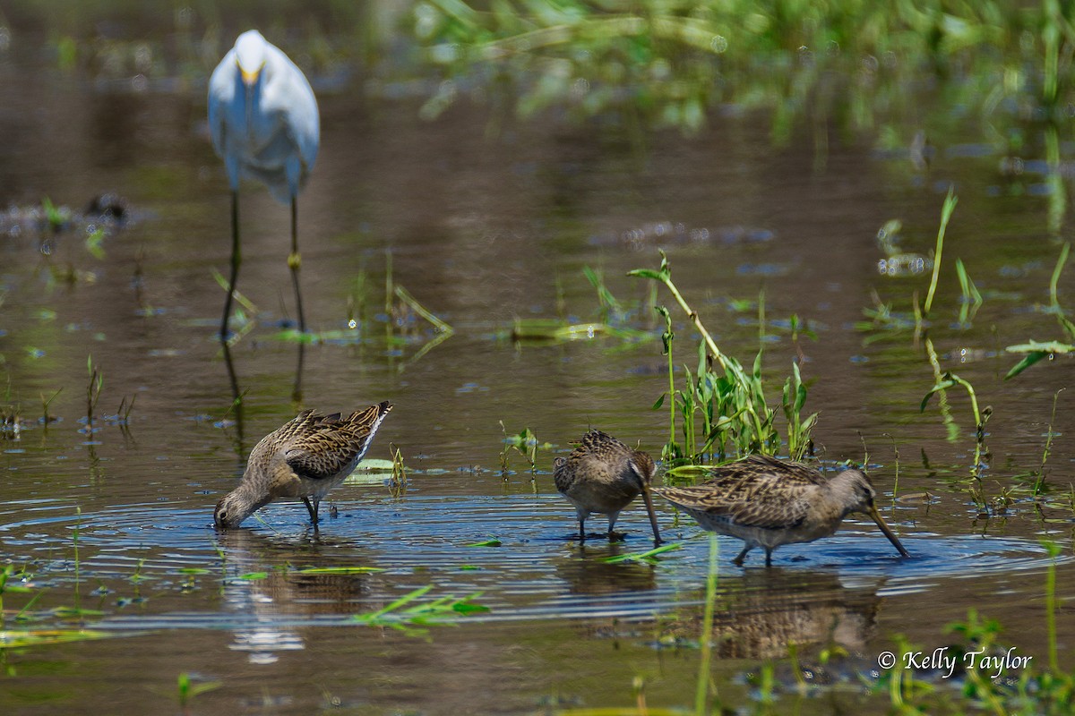 Long-billed Dowitcher - ML68338591