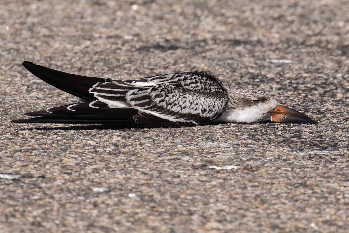 Black Skimmer - Chris S. Wood