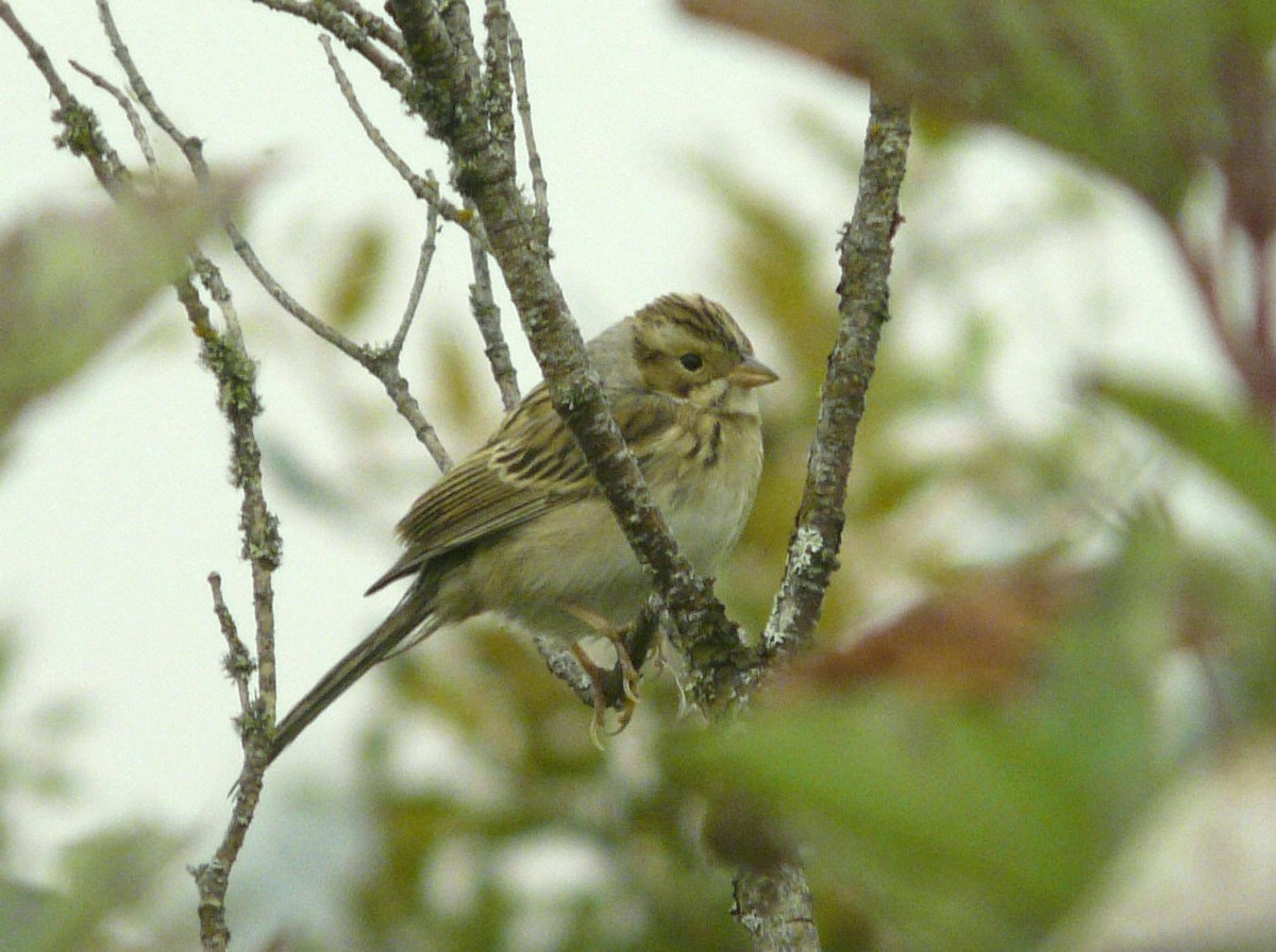 Clay-colored Sparrow - ML68339861