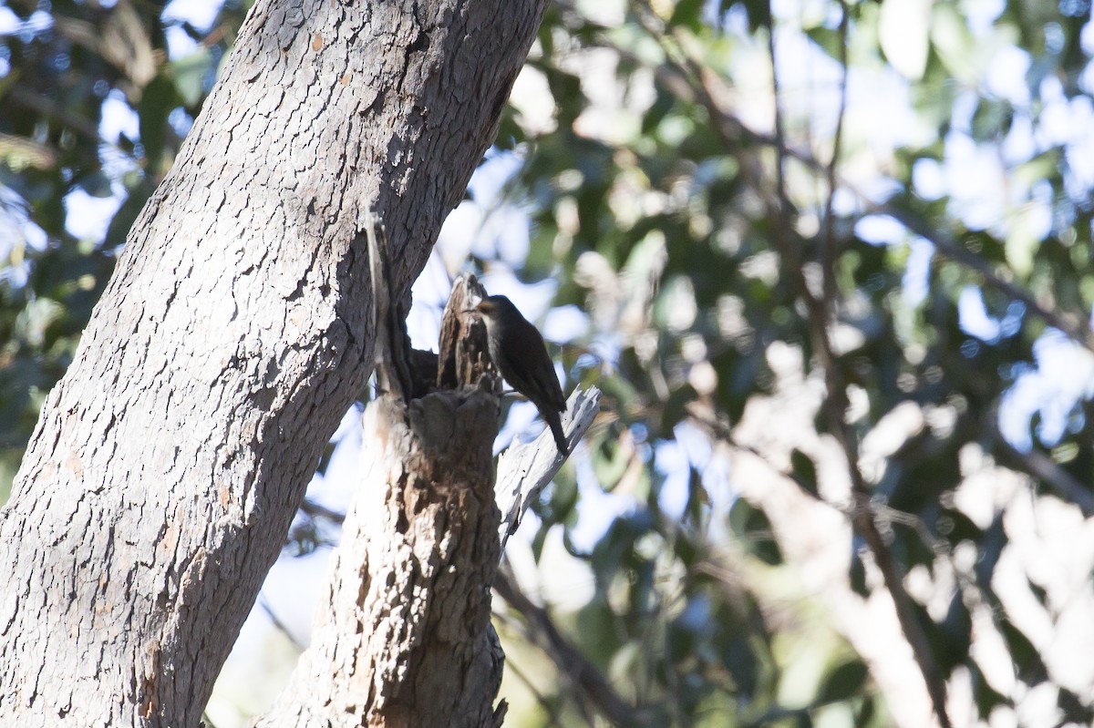 Red-browed Treecreeper - ML68340241