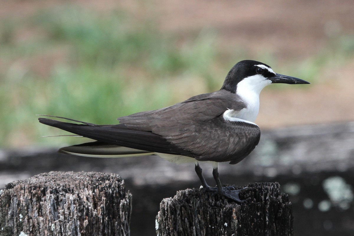 Bridled Tern - Ray Turnbull