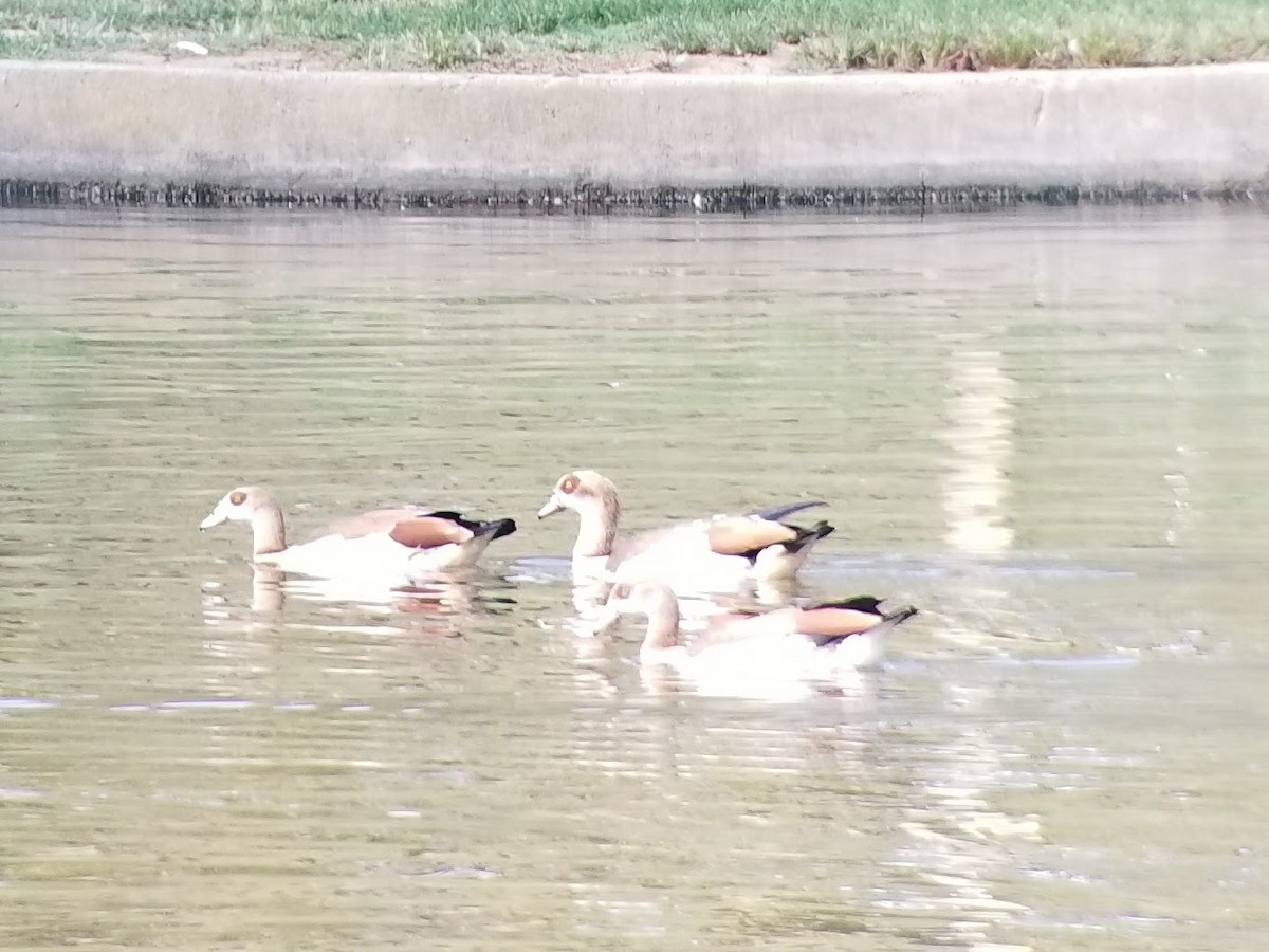 Egyptian Goose - Anna Sickler