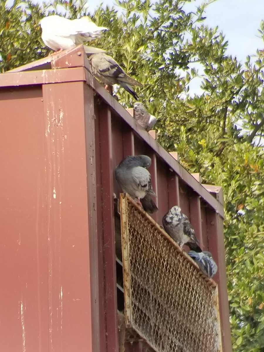 Rock Pigeon (Feral Pigeon) - ML68340661