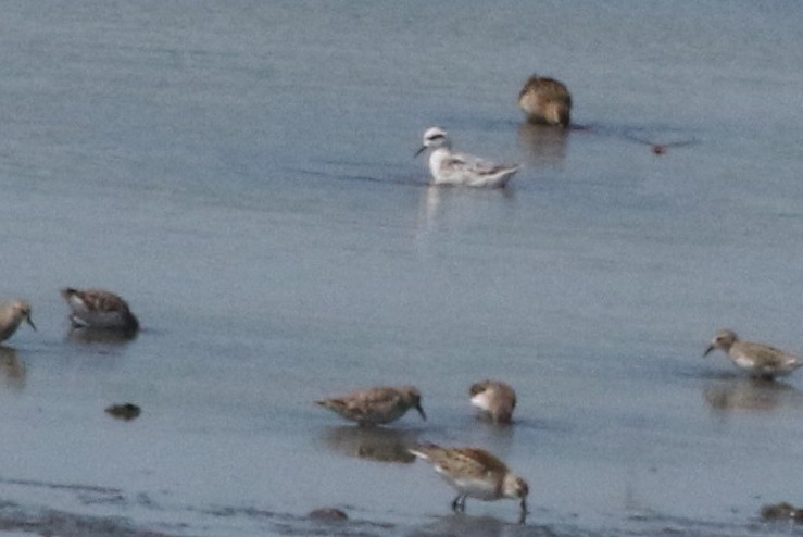 Red-necked Phalarope - ML68343251