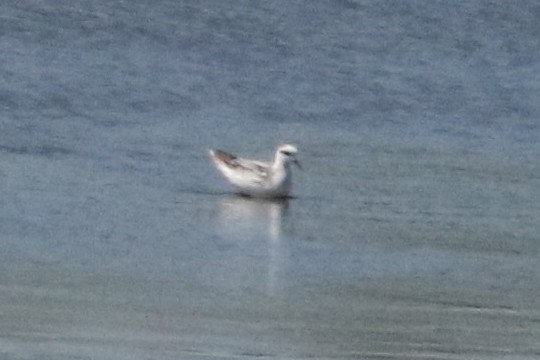 Red-necked Phalarope - ML68343281