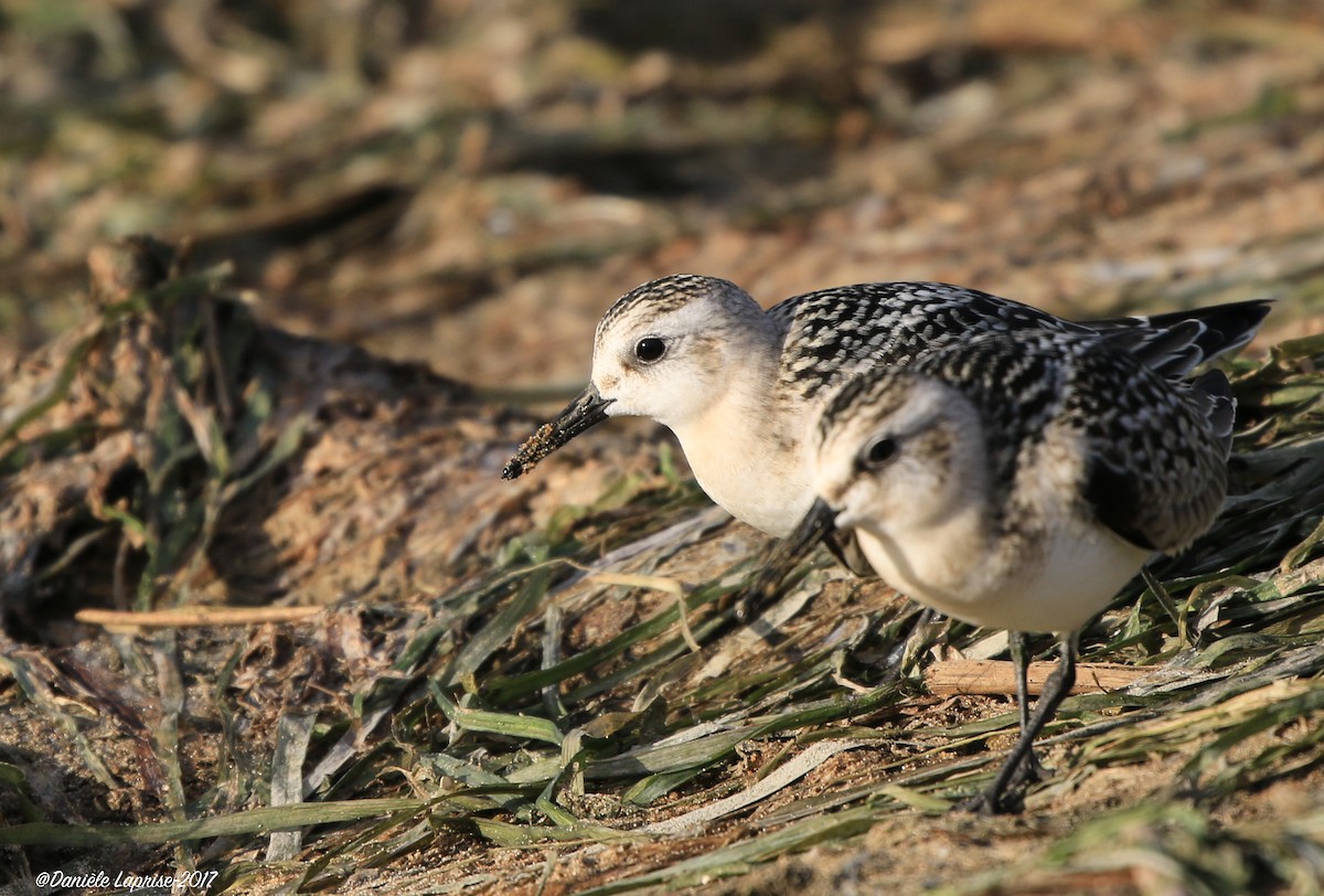 Sanderling - ML68343501