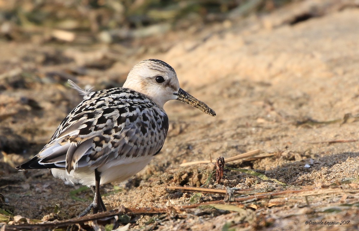 Sanderling - ML68343511